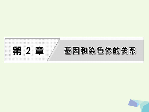 高中生物第2章基因和染色体的关系第1节减数分裂和受精作用第1课时精子的形成过程课件新人教版必修2