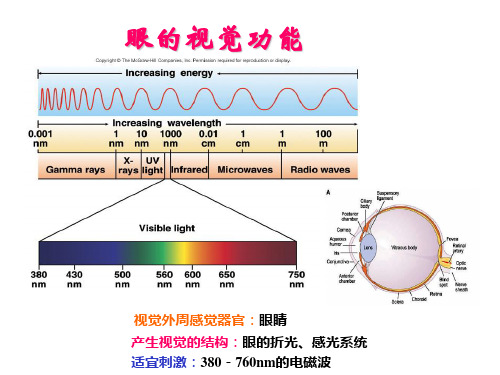 14眼的视觉功能讲解