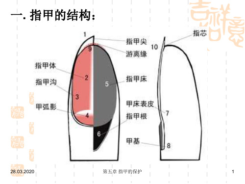 第五章指甲的保护37页PPT