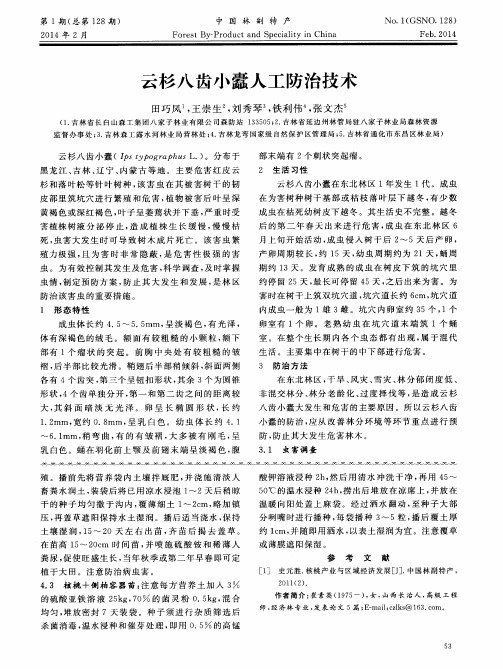 云杉八齿小蠹人工防治技术