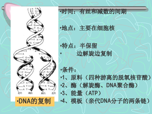 高二生物 DNA的复制、转录和翻译