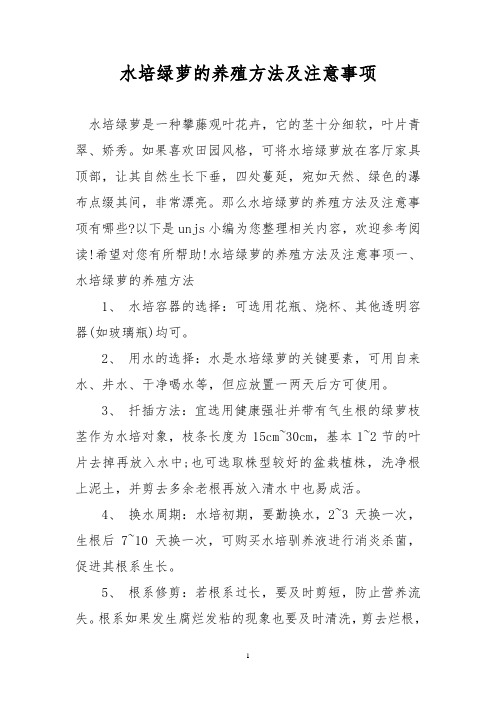 水培绿萝的养殖方法及注意事项