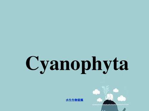 水生生物蓝藻