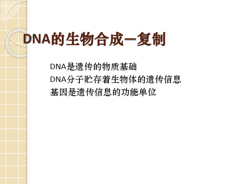 第八章核算代谢和蛋白质的合成