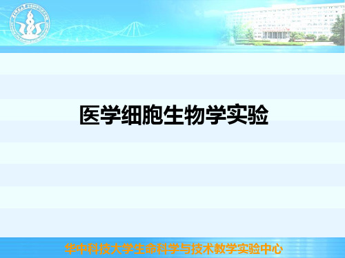 观察染色体