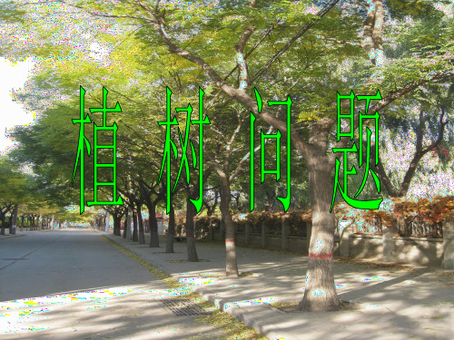 四年级上册数学课件 智慧广场-植树问题 青岛版(共19张ppt)