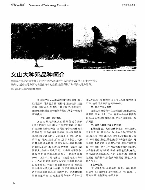 文山大种鸡品种简介