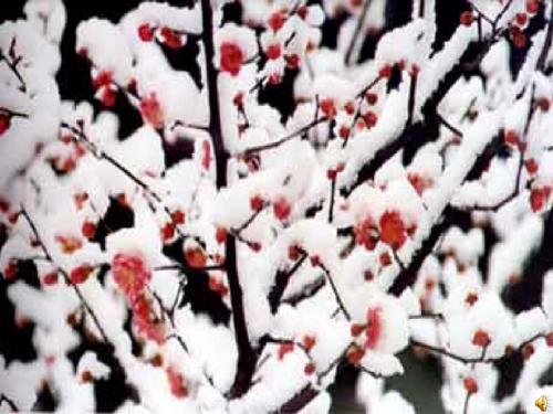 6《梅花魂》第一课时ppt课件