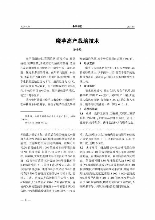魔芋高产栽培技术