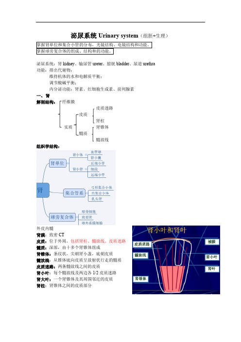 泌尿系统Urinary system