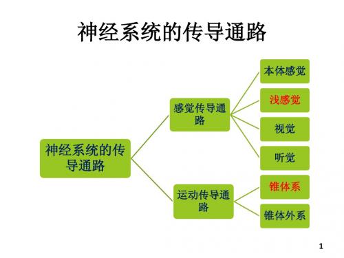 神经系统的传导通路