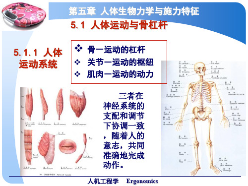 骨科人体生物力学与施力特征分析_