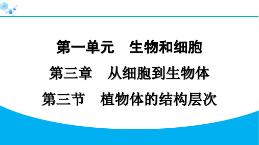 1.3.3 植物体的结构层次【课后练】七年级上册人教版生物
