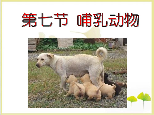 《哺乳动物》参考课件1