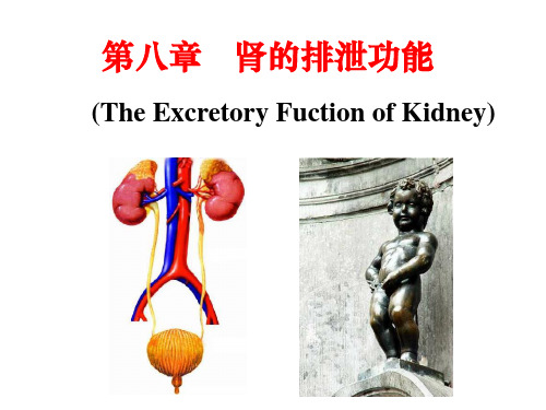肾的排泄功能