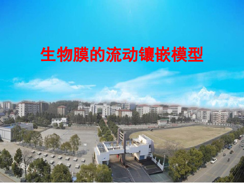 《生物膜的流动镶嵌模型》课件