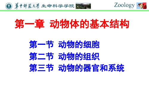 普通动物学-第一章 动物体的基本结构