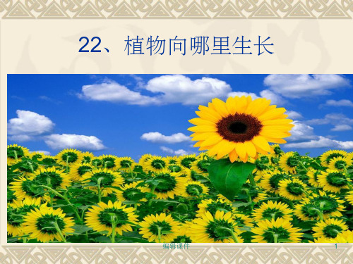 小学科学六年级上册2《植物向哪里生长