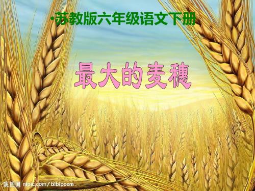 《最大的麦穗》PPT课件(苏教版六年级语文下册课件)