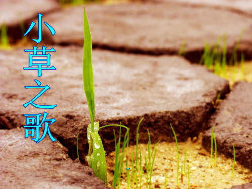 202X语文S版语文四上《小草之歌》ppt课件1