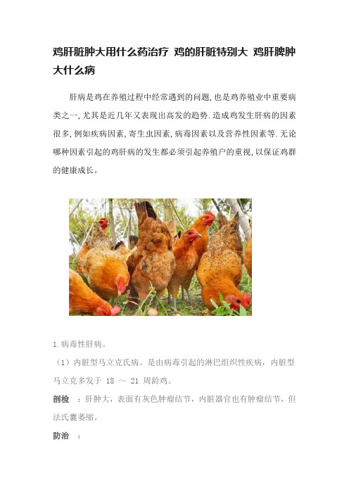 鸡肝脏肿大用什么药治疗 鸡的肝脏特别大 鸡肝脾肿大什么病
