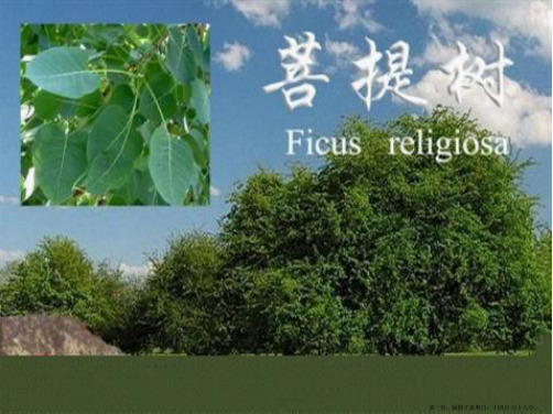 河南省2014年高中数学优质课：算法案例 说课课件