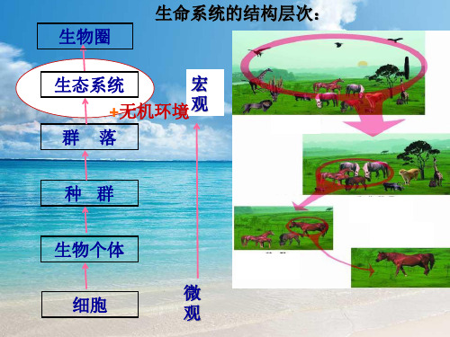 高中生物同步课件：5.1生态系统的结构82张(人教新课标必修3)