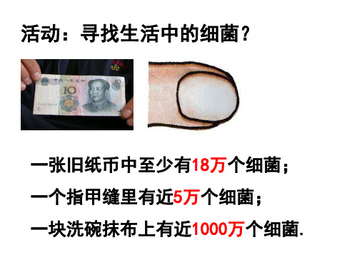 1.6细菌和真菌的繁殖第1课时(PPT课件(初中科学)28张)