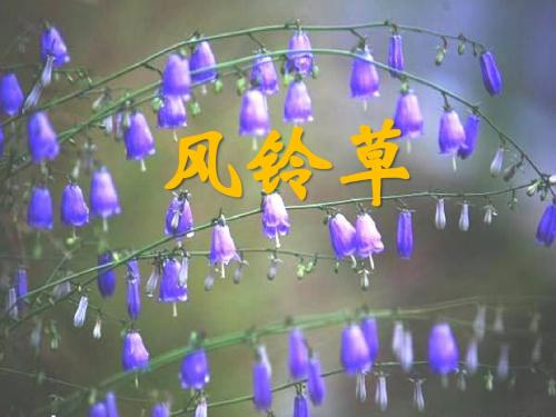 《风铃草》PPT课件 (共19张PPT)