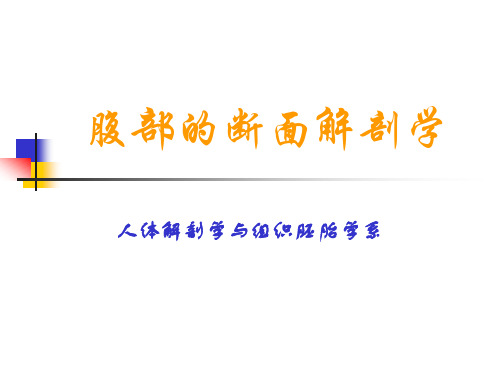 腹部的断面解剖学