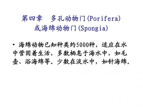 第四章  多孔动物门或海绵动物(shui)