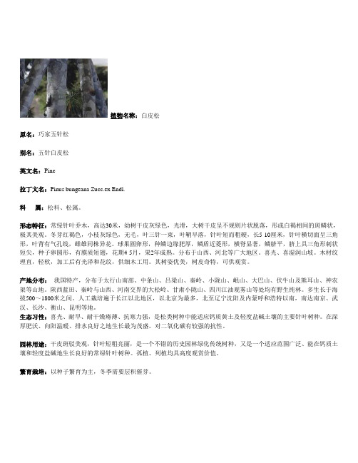 白皮松