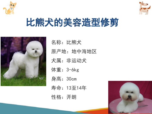 宠物犬的美容造型修剪—比熊犬的美容造型修剪(宠物美容课件)