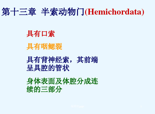 脊索动物总结ppt课件