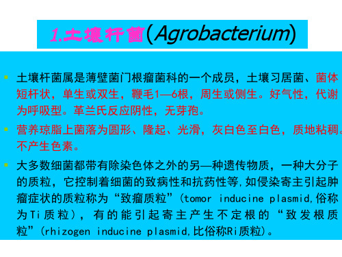 植物病原细菌概述