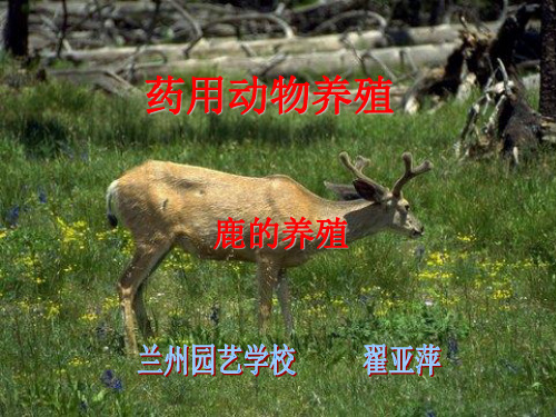药用动物的养殖(鹿)