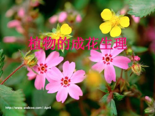 第二十五讲  植物的成花生理1