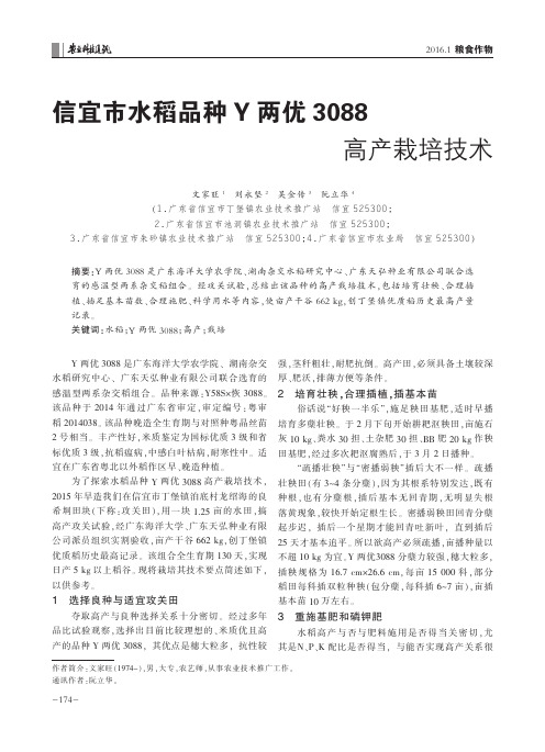 信宜市水稻品种Y两优3088高产栽培技术