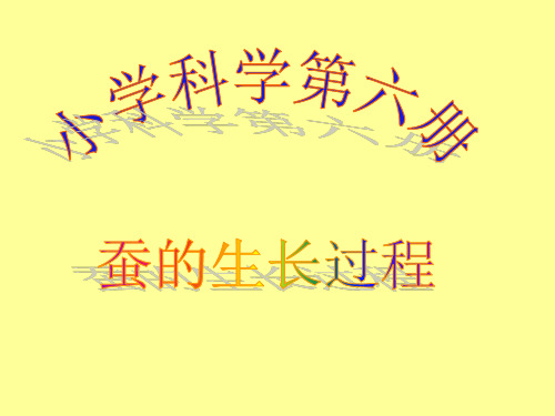 蚕的生长过程PPT课件