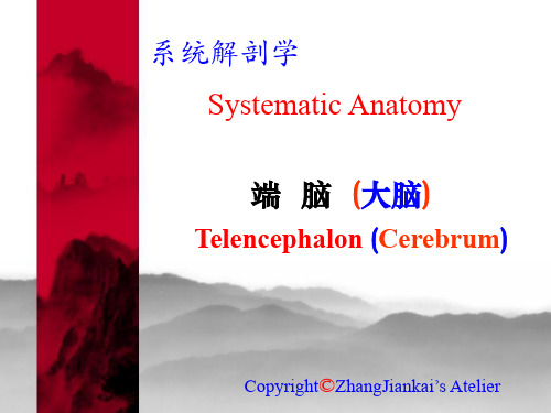 系统解剖学 端脑
