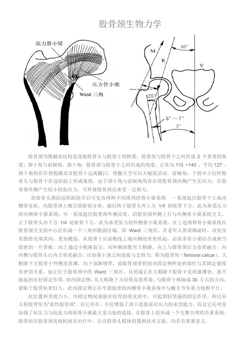 股骨颈生物力学
