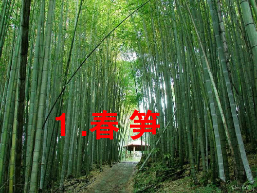 苏教版一年级语文下册：第1课春笋课件