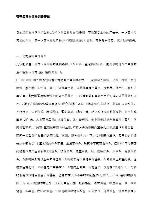 蛋鸭品种介绍及饲养管理