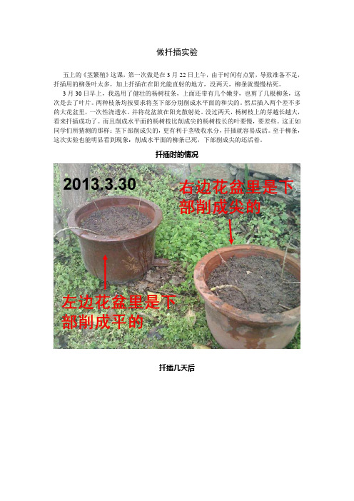做扦插实验