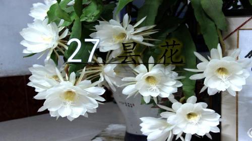 27昙花第二课时课件PPT