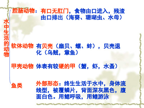 初中生物  八年级生物上册总复习 人教版精品课件