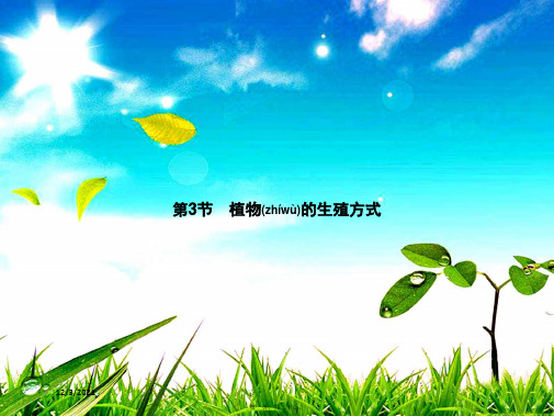 八年级生物上册 第六单元 第19章 第3节 植物的生殖方式课件上册生物课件