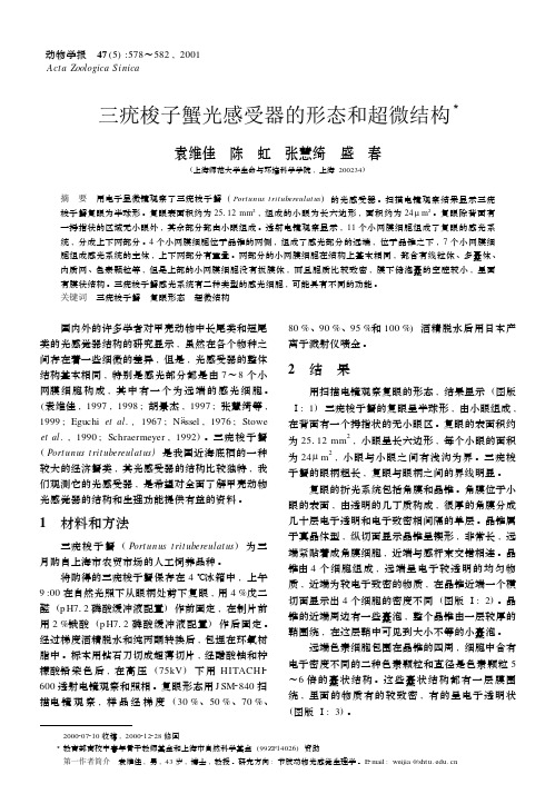 三疣梭子蟹光感受器的形态和超微结构CURRENTZOOLOGY