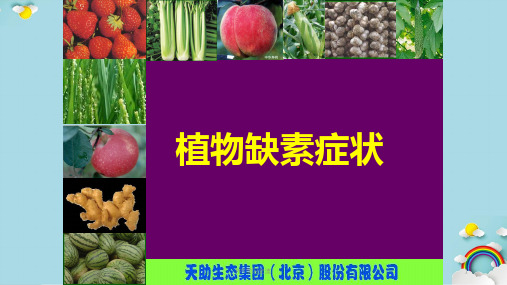 植物缺素症图谱课件