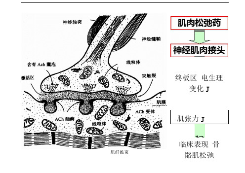 肌肉松弛药合理应用专家共识
